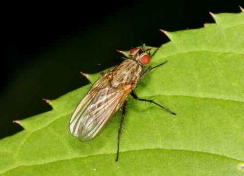 Botanophila fugax